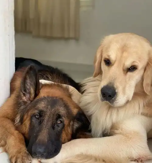  同时养了德牧和金毛,结果它俩灵魂互换了