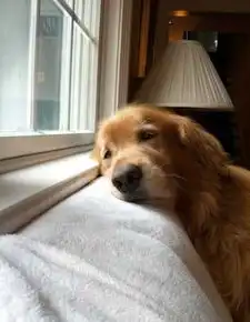  金毛吃了葡萄后差点身亡狗子不能吃葡萄,真的不是因为葡萄酸