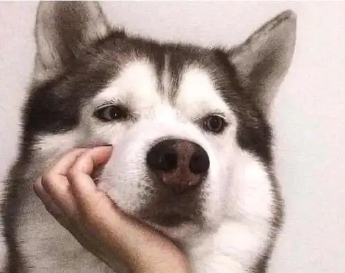  不一样的烟火几只奇葩的狗狗