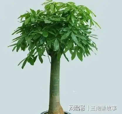  室内养护发财树,浇水这个量,不烂根,不黄叶,越长越油亮