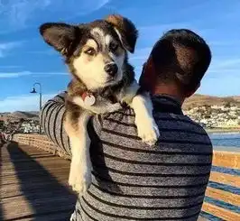  哈士奇和柯基相恋,生下的孩子居然完美遗传了它们的优点,笑疯了