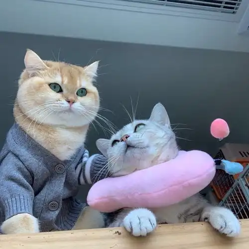  这组情侣头像有点甜情侣头像