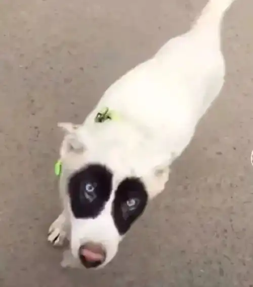  男朋友突然给我转了8000块让我去整容,不然就分手