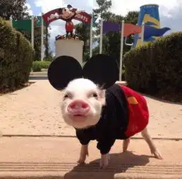  小猪也可以很萌