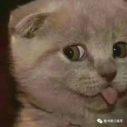 推书君第2期猫科萌宠专题