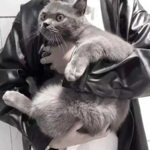  帅气抱猫男生头像