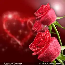  挂着晶莹水珠的玫瑰花摄影高清图片