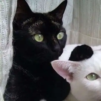 猫咪情头一对两张可爱打架2020猫咪情侣头像一左一右高清