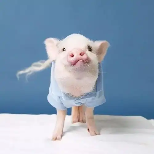  你们要的情侣头像来了