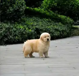  汉中哪里有金毛犬出售纯种健康的金毛犬哪里有多少钱