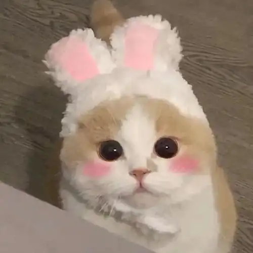  卡通可爱萌宠头像我的脑袋是个小小星球