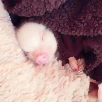  呆萌可爱小猪猪头像超萌微信小猪头像图片大全