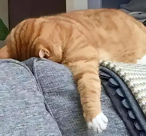  当代猫咪摆烂实录能吃嗜睡,敷衍冷漠