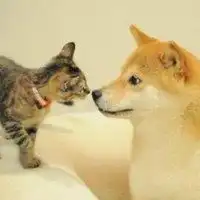  猫咪和柴犬的情侣头像微信头像图片大全