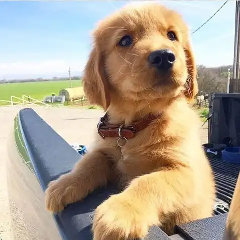  20个理由告诉你狗狗是多么优秀的小家伙