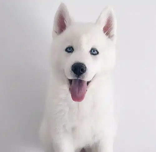  一对情侣街头当众秀恩爱,下一秒发现女友竟然有尾巴