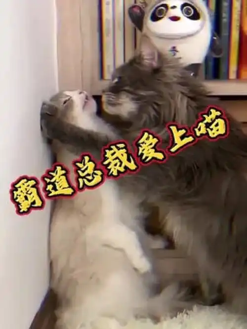  喵界霸道总裁今日上线猫咪猫治愈系情侣动物搞笑视频