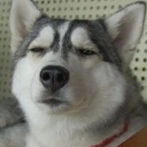  沙雕搞笑的情侣头像