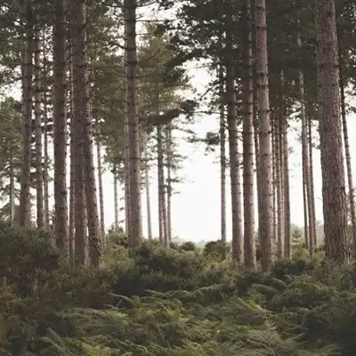  清新唯美头像,森林里笔直生长的树木