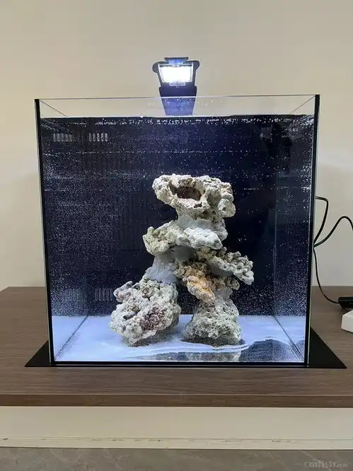  死石开缸已第四天初学者beginnerscmf海友论坛powereddiscuz