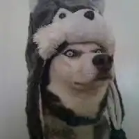  二哈在美女的面前总是一副嫌弃的样子