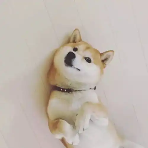  孤独是生命的常态,陪伴才显得格外珍贵