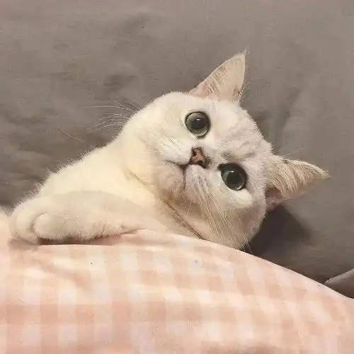  头像无心风月,独钟自己