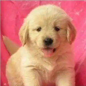  重庆出售金毛重庆金毛怎么卖重庆金毛买卖转让信息重庆哪里出售金毛