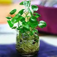  微信头像一盆花微信头像图片大全