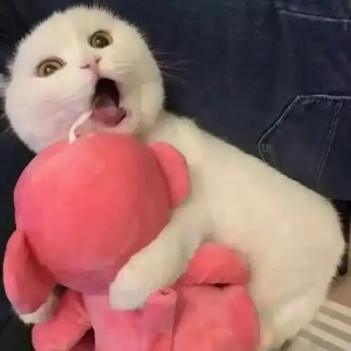  有哪些跟沙雕的头像和壁纸或者小玩意儿