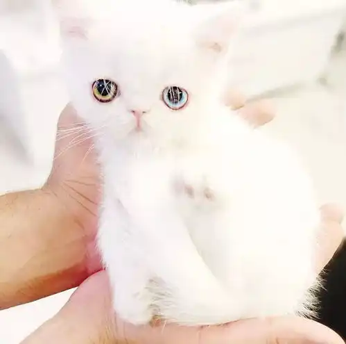 这只猫咪迷人的双眼,好让人沉醉