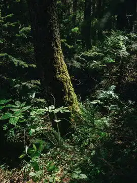  森林图片图源免费点击来源直接获取大图文件黑暗森林中照向长满苔藓的树木的光森林中绿叶和湿润的草地摄影竖幅森林高清大图