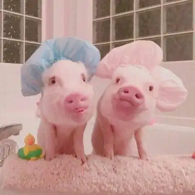  微信猪头像图片大全集真实可爱小猪微信头像图片