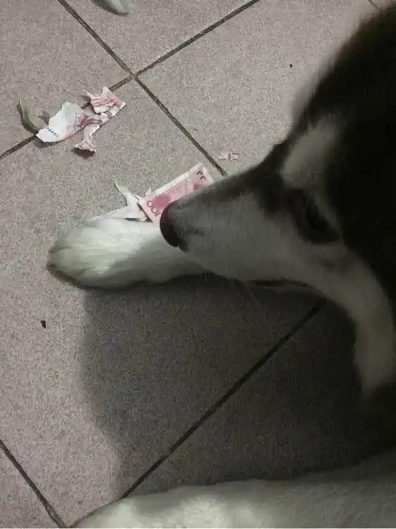  哈士奇因主人情人节要女友不要它,这货竟毁了钱包里的所有一百块