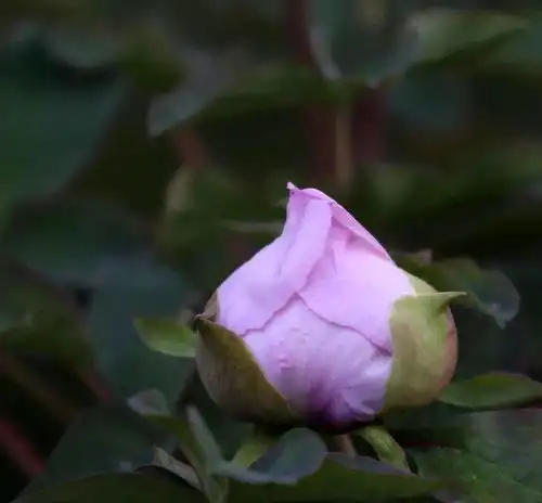  洛阳牡丹花情预报,2021.3.24第四期