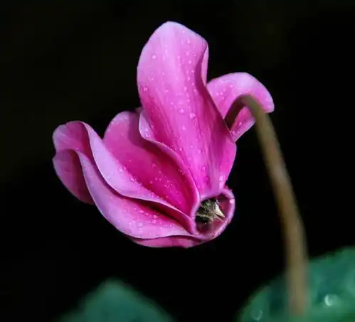  每日物种故事仙客来形似兔耳盆花女王