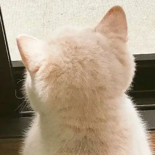  每日头像