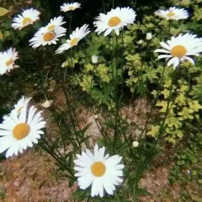  菊花微信头像图片大全女生版唯美菊花头像高清图片