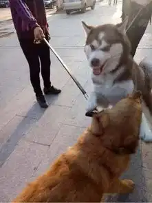  铲屎官养了两年都没改变二哈的性子,但小金毛们的到来却改变了它