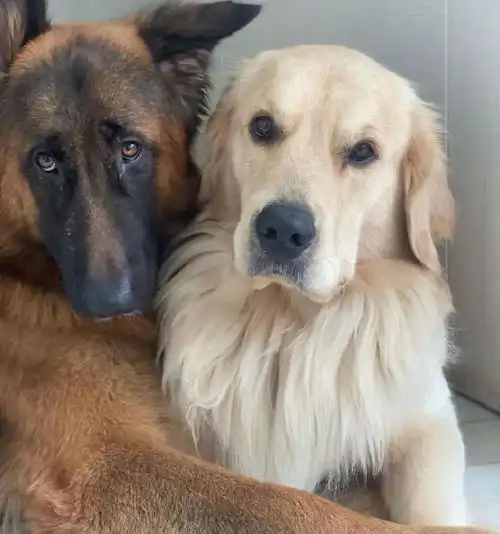  同时养了德牧和金毛,结果它俩灵魂互换了