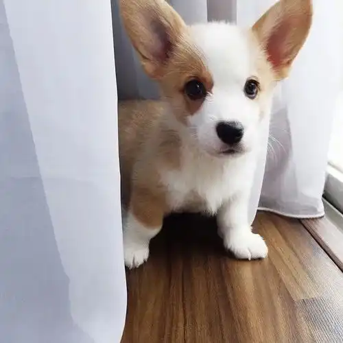  终极梦想柯基崽崽我可以一口气rua十只