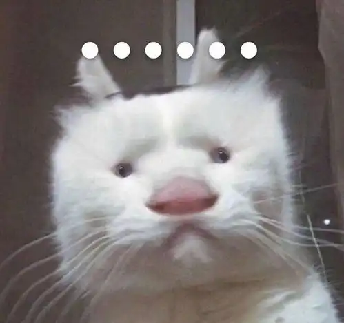  泪目狗狗被偷5年,还能重新出现在家门口,相当于花33年回家