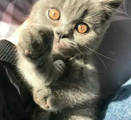  蓝猫找家长便宜出