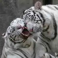  可爱相互亲吻的动物情侣头像图片