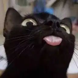  这是情侣头像吗