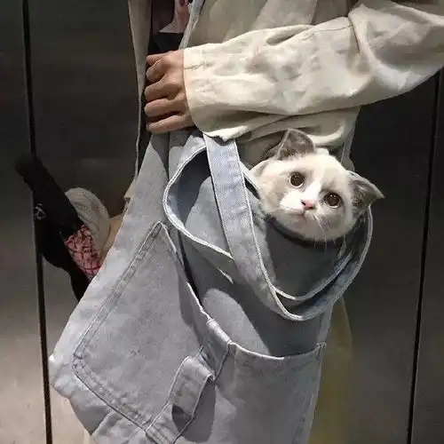 ins头像可爱萌宠头像,搞笑猫狗蠢萌头像