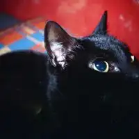  黑猫白猫双煞微信头像图片大全