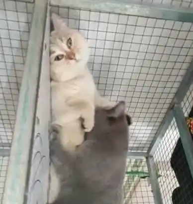  白猫被黑猫抵在墙上舔舐白猫就算是得到我的人也得不到我的心