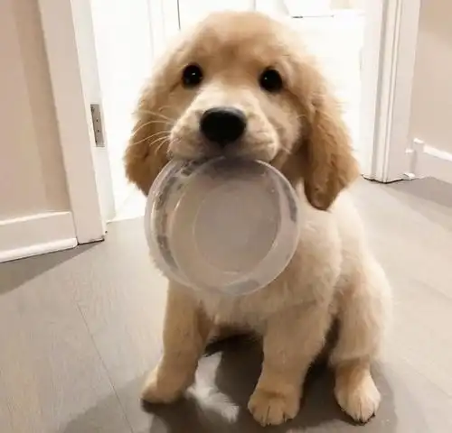  为什么说养金毛烧钱用对方法,也能很省钱