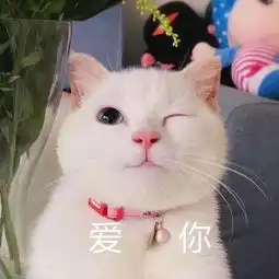  单身狗们一声吼,秀恩爱的抖三抖